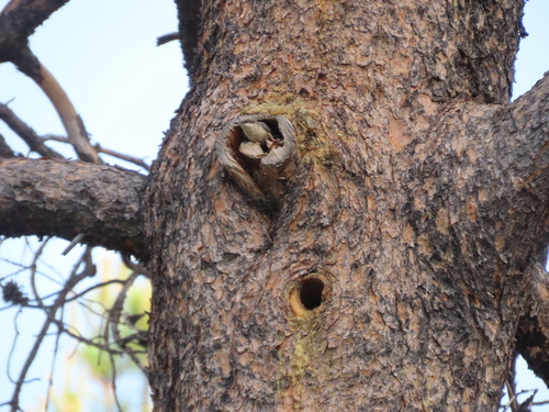 Pinus contorta var. latifolia (Lodgepole Pine) (alternate view 4)