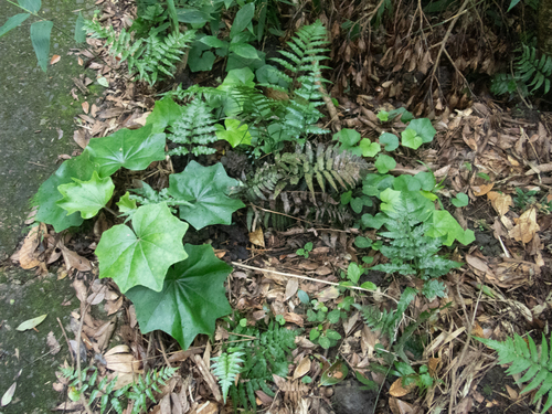 Farfugium japonicum