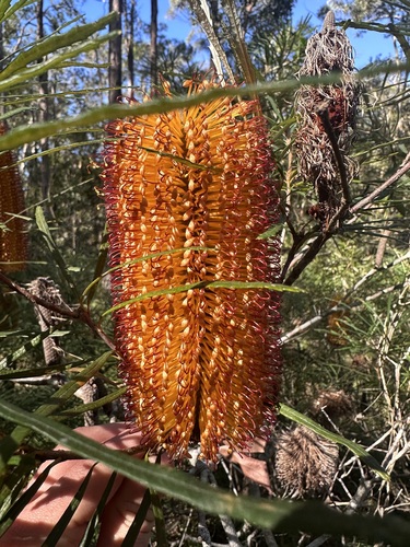 Banksia collina (Hill Banksia)
