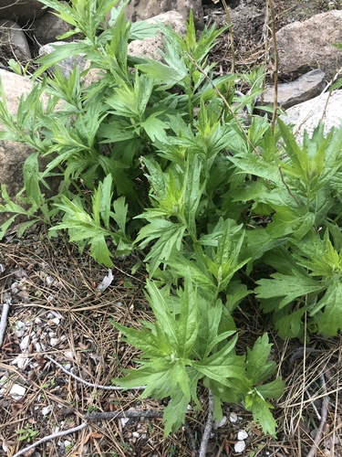 Artemisia douglasiana (California mugwort) (alternate view 8)