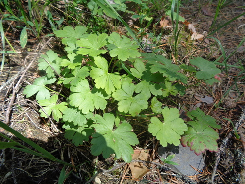Geranium cantabrigiense (Cambridge Geranium) (alternate view 4)