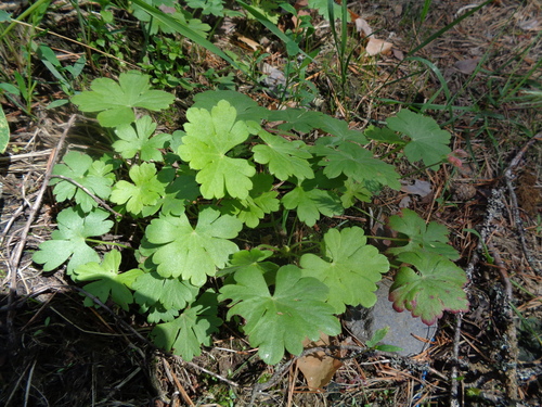 Geranium cantabrigiense (Cambridge Geranium) (alternate view 5)