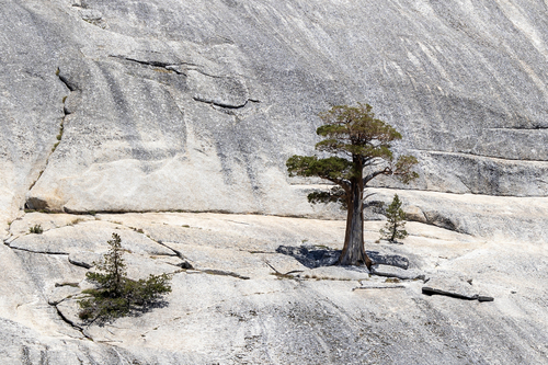 Juniperus grandis (Sierra juniper) (alternate view 4)