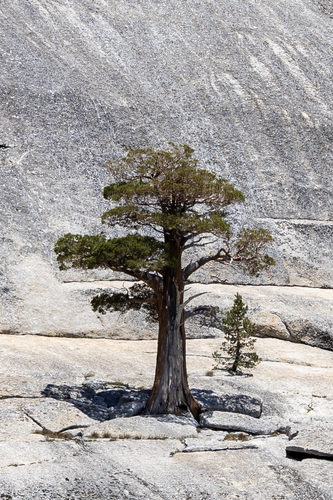 Juniperus grandis (Sierra juniper) (alternate view 5)