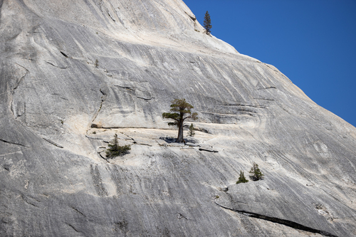 Juniperus grandis (Sierra juniper) (alternate view 3)