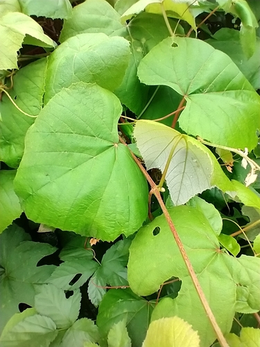 Vitis labrusca (fox grape)