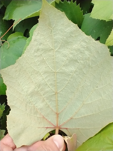 Vitis labrusca (fox grape) (alternate view 2)