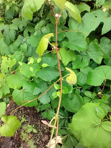 Vitis labrusca (fox grape) (alternate view 3)