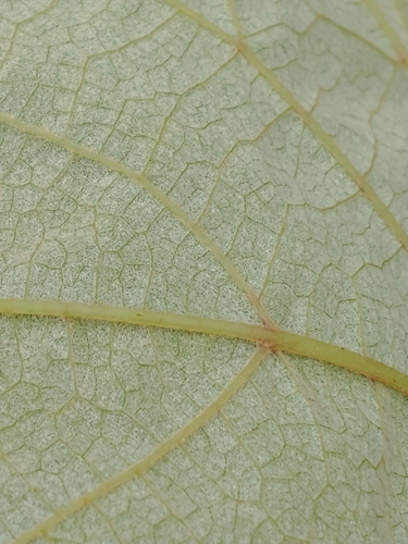 Vitis labrusca (fox grape) (alternate view 4)