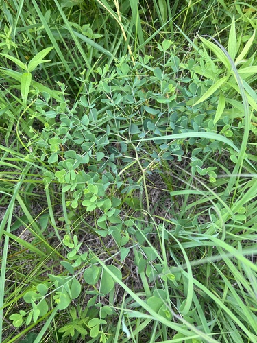Baptisia tinctoria (eastern wild indigo) (alternate view 4)
