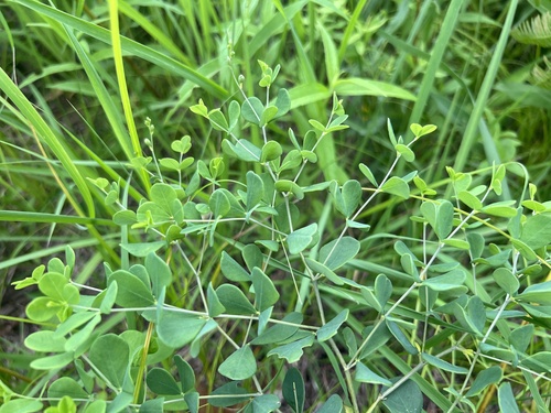 Baptisia tinctoria (eastern wild indigo) (alternate view 5)