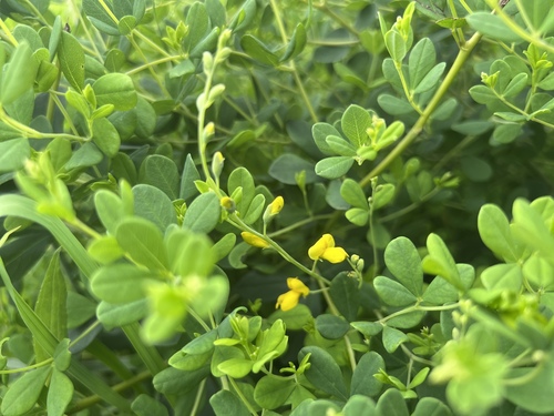 Baptisia tinctoria (eastern wild indigo)