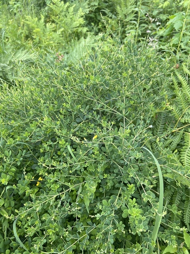 Baptisia tinctoria (eastern wild indigo) (alternate view 3)
