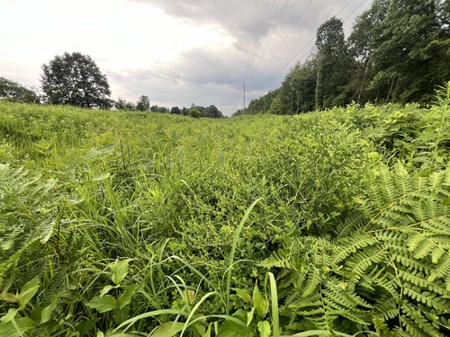 Baptisia tinctoria (eastern wild indigo) (alternate view 2)