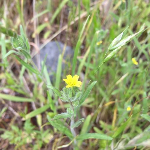 Madia gracilis (grassy tarweed) (alternate view 2)