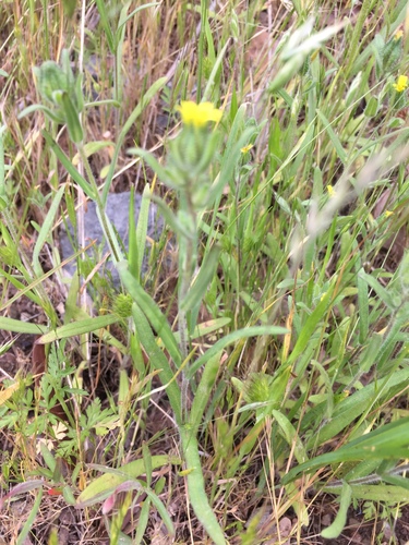 Madia gracilis (grassy tarweed) (alternate view 3)