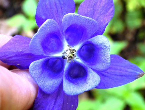 Aquilegia vulgaris (columbine)