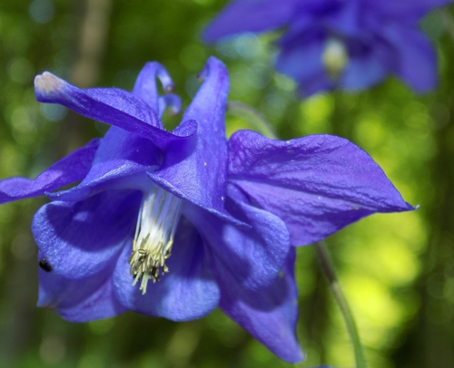 Aquilegia vulgaris (columbine) (alternate view 2)