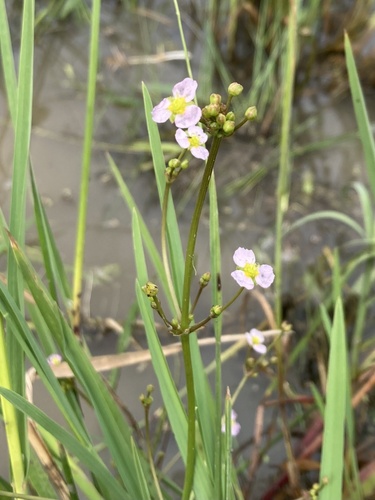 Alisma plantago-aquatica (water-plantain)