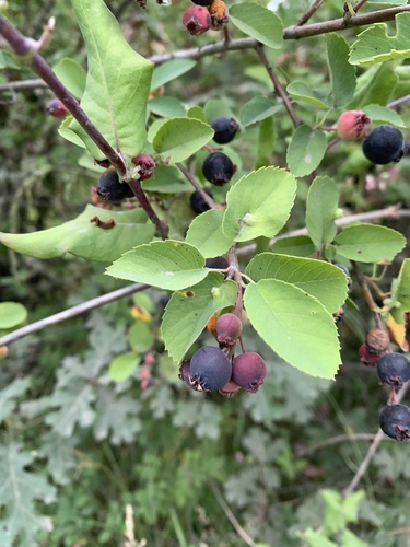 Amelanchier alnifolia (serviceberry) (alternate view 4)