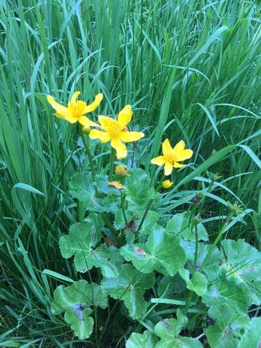 Caltha palustris (marsh marigold)