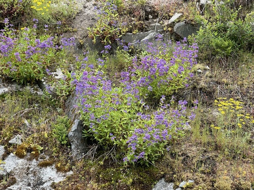 Penstemon serrulatus (Coast Penstemon)