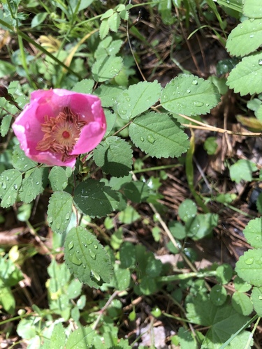 Rosa californica (California Wild Rose) (alternate view 8)
