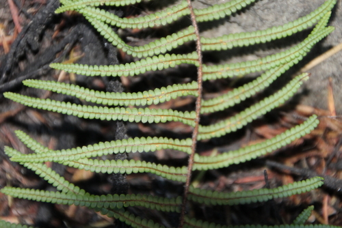 Gleichenia microphylla (scrambling coral-fern) (alternate view 3)
