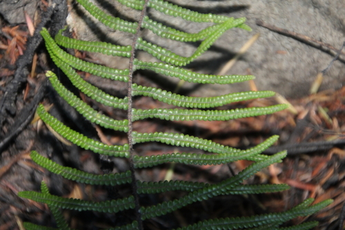 Gleichenia microphylla (scrambling coral-fern) (alternate view 4)