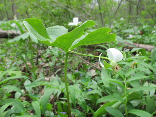 Trillium cernuum (nodding trillium)