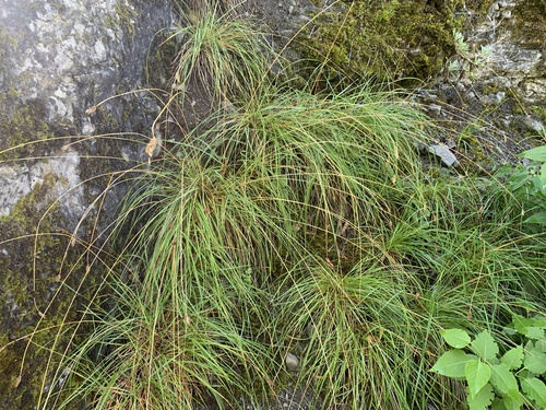 Sesleria heufleriana (alternate view 10)