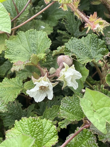 Rubus tricolor (Chinese Bramble)