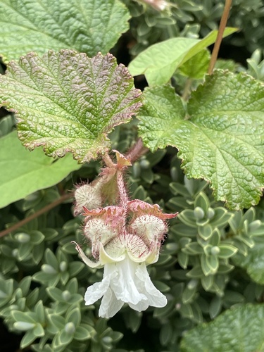 Rubus tricolor (Chinese Bramble)