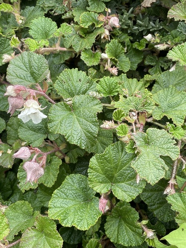 Rubus tricolor (Chinese Bramble)