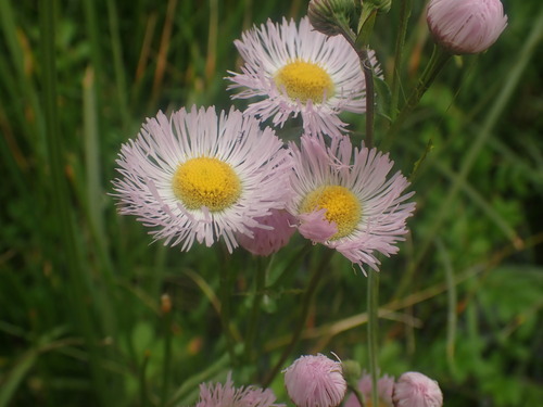 Erigeron philadelphicus (Philadelphia Fleabane) (alternate view 3)