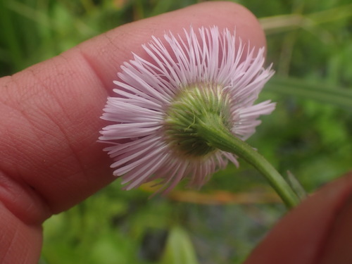 Erigeron philadelphicus (Philadelphia Fleabane) (alternate view 4)