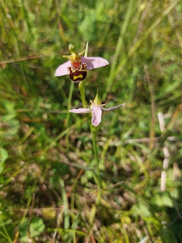 Ophrys apifera (Bee Orchid)