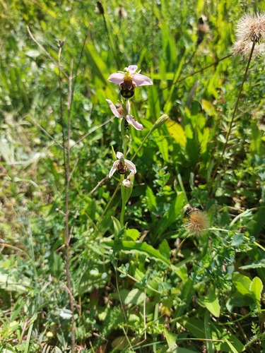 Ophrys apifera (Bee Orchid)