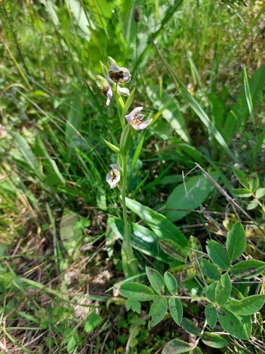 Ophrys apifera (Bee Orchid)