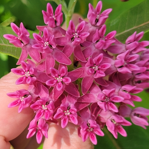 Asclepias purpurascens (purple milkweed) (alternate view 2)