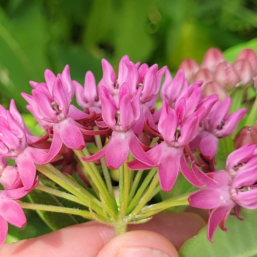 Asclepias purpurascens (purple milkweed) (alternate view 3)