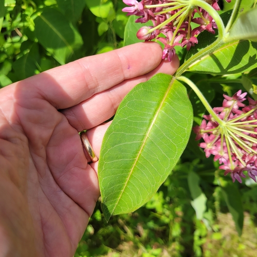 Asclepias purpurascens (purple milkweed) (alternate view 4)