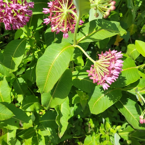 Asclepias purpurascens (purple milkweed) (alternate view 5)