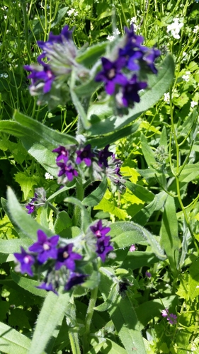 Anchusa officinalis (common bugloss)