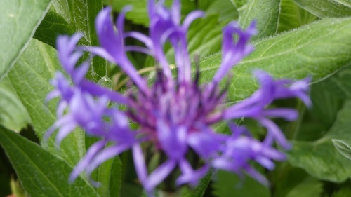 Centaurea montana (Perennial Cornflower)