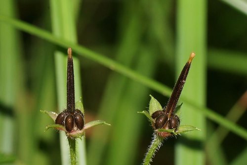 Geranium homeanum (Australasian Crane's-bill)