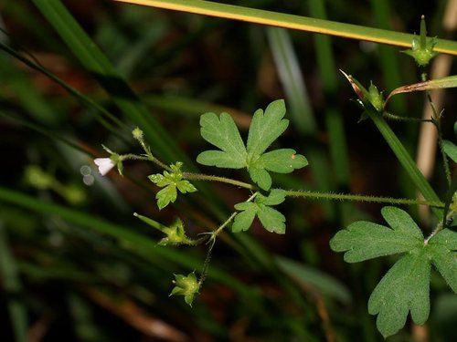 Geranium homeanum (Australasian Crane's-bill) (alternate view 2)