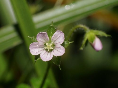 Geranium homeanum (Australasian Crane's-bill) (alternate view 3)