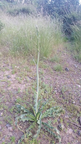 Chlorogalum pomeridianum (wavy-leafed soap plant) (alternate view 7)