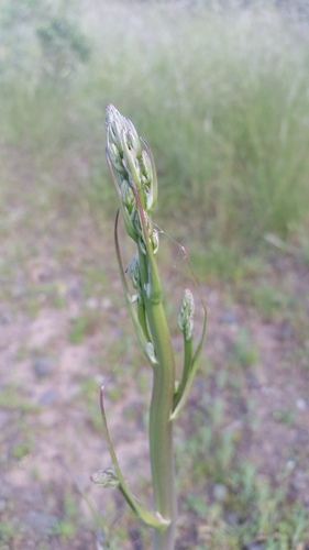 Chlorogalum pomeridianum (wavy-leafed soap plant) (alternate view 6)